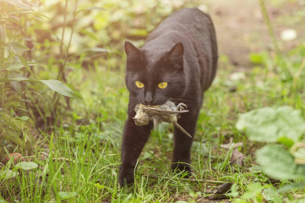 reprodução_aves_4 Gato preto leva pássaro na boca. Os gatos são predadores que caçam aves mais frágeis durante o periodo de reprodução das aves.