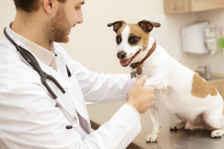 veterinário pega na patinha do cão para avaliar sistema motor