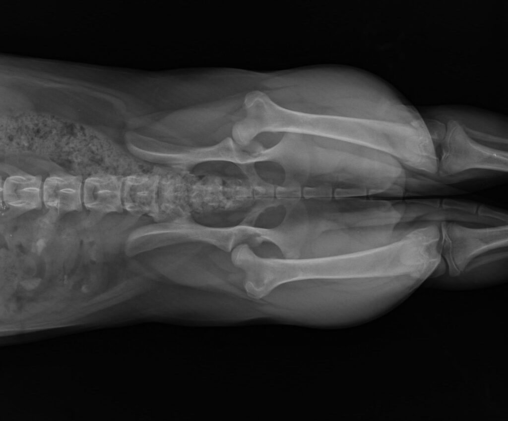 radiografia da anca de um cão