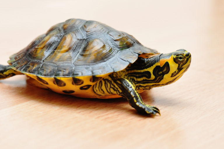 Gelbbauch-Schmuckschildkröte tartaruga no chão