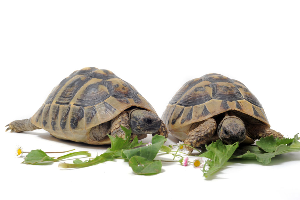 duas tartarugas a comer alface e ervas silvestres