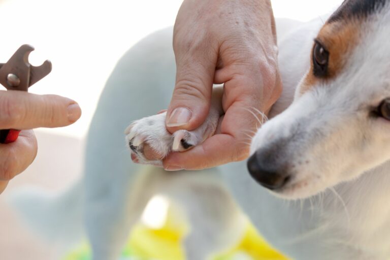 Dono a cortar as unhas do seu cão. Cortar as unhas dos cães pode ser uma tarefa complexa.