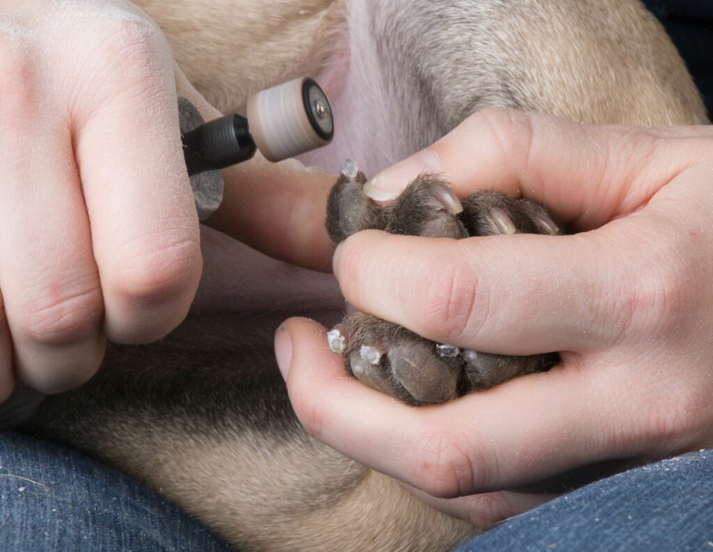 Dono apara as unhas do seu cão com uma lima elétrica. Este acessório permite cortar as unhas dos cães com mais segurança.