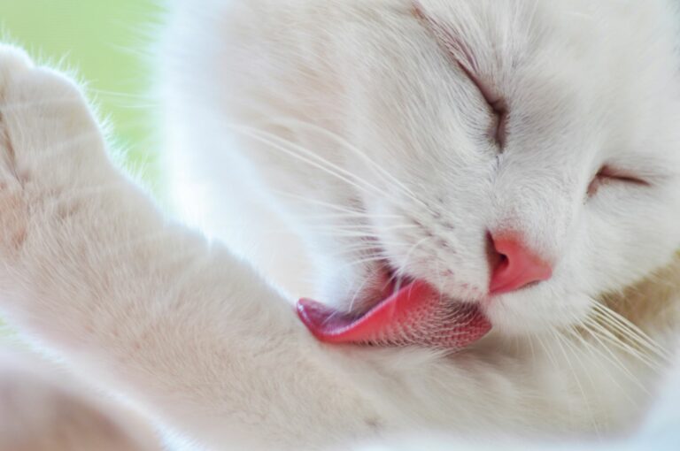 gato branco a lamber a pata devido a alopecia psicogénica felina