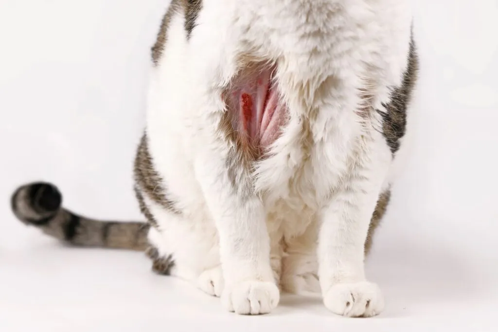 Alopecia psicogénica felina_2