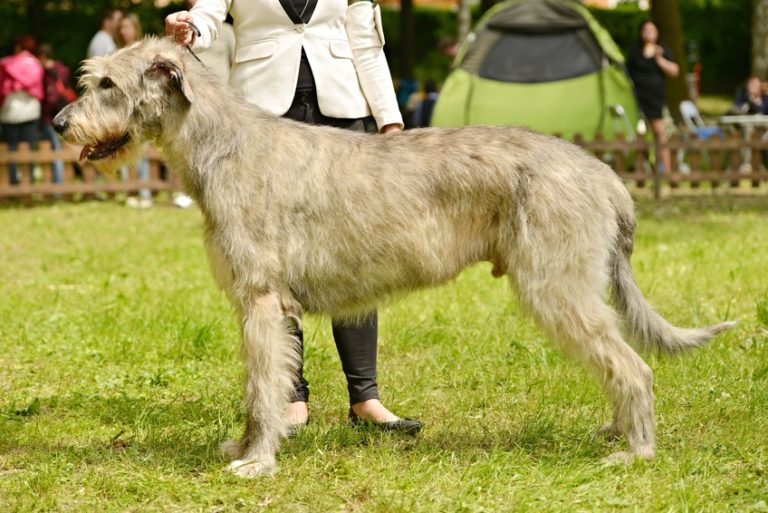 Galgo Irlandês de perfil parado numa exposição ao ar livre