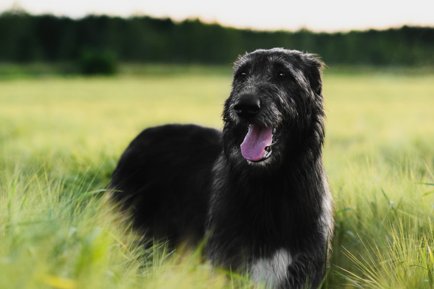 Galgo Irlandês preto deitado na relva.