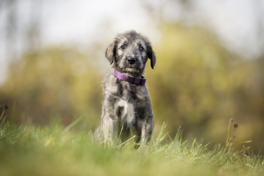 Galgo Irlandês cachorrinho cinzento com mancha branca no peito no campo