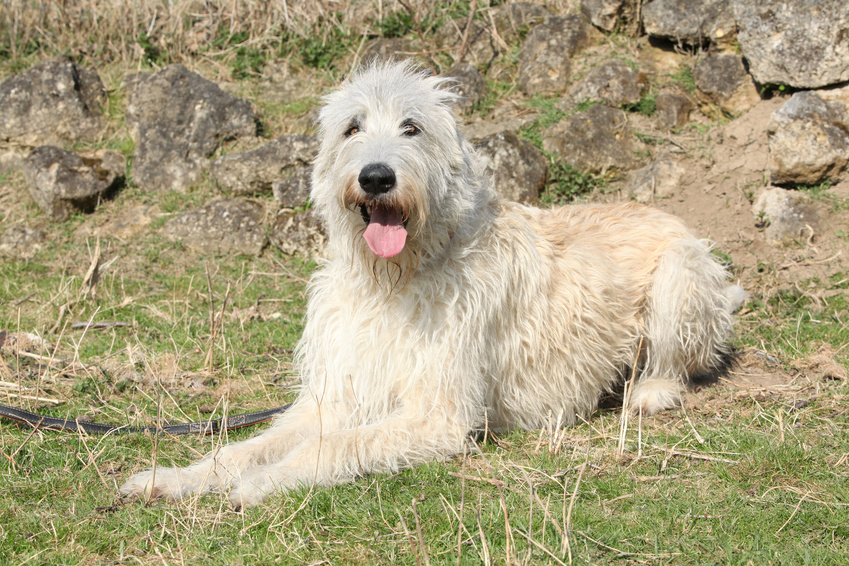 Galgo Irlandês adulto branco deitado no exterior