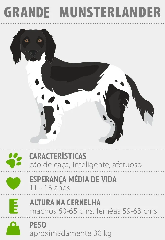 GM_2 Desenho de um grande munsterlander com as suas principais características