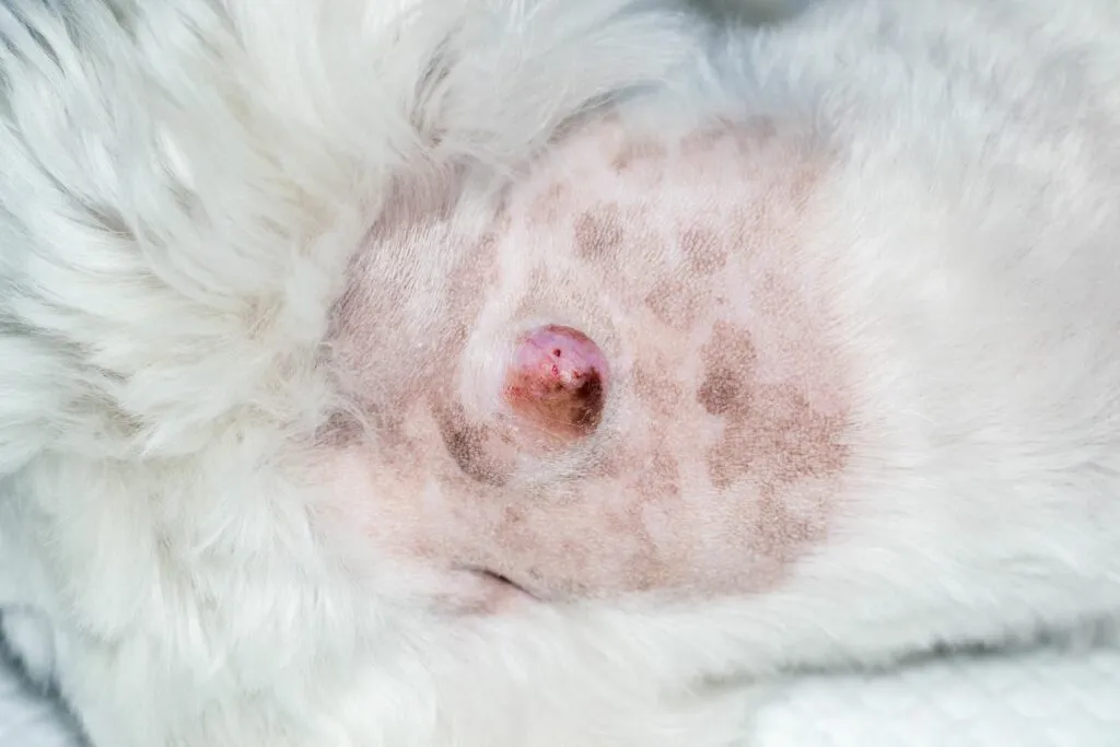 Cancro de pele nos cães: zona da pele com tumor