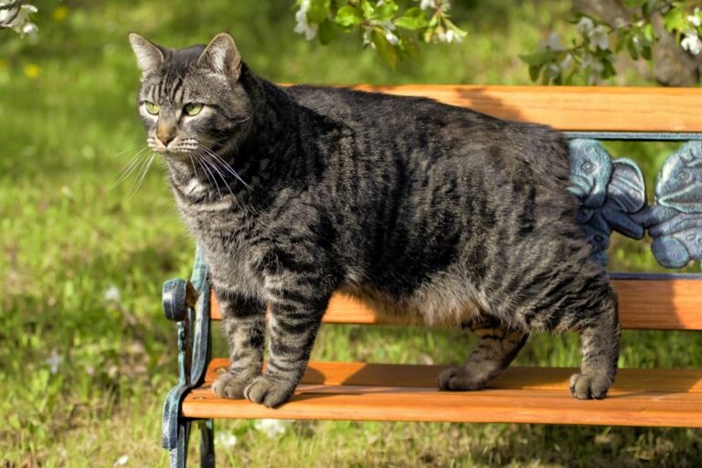 Gato Manx em cima de um banco de jardim