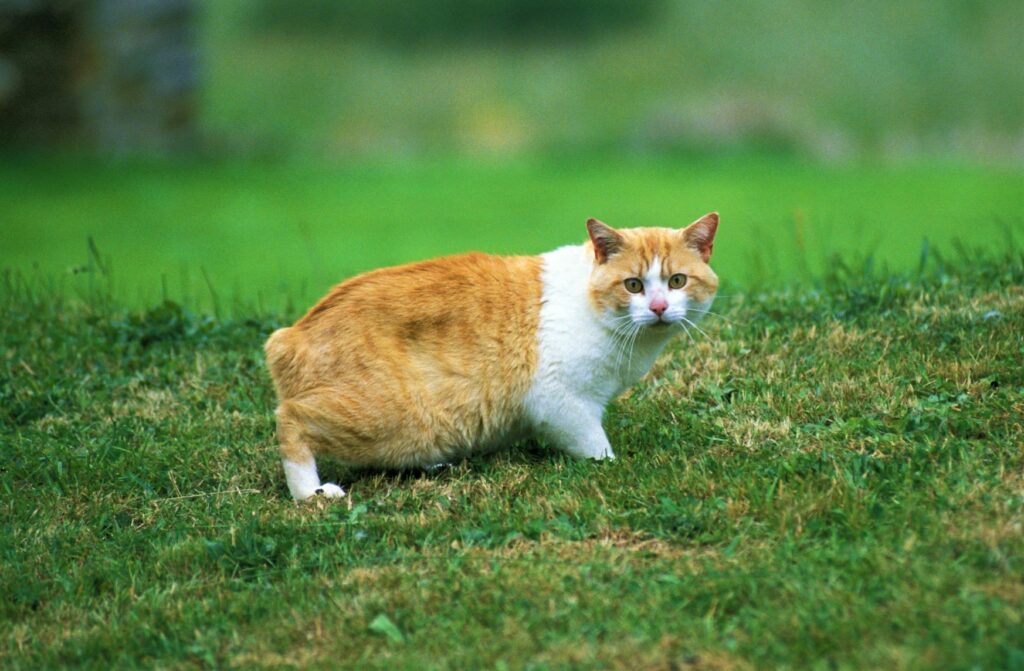 Gato Manx branco e cor de laranja na relva