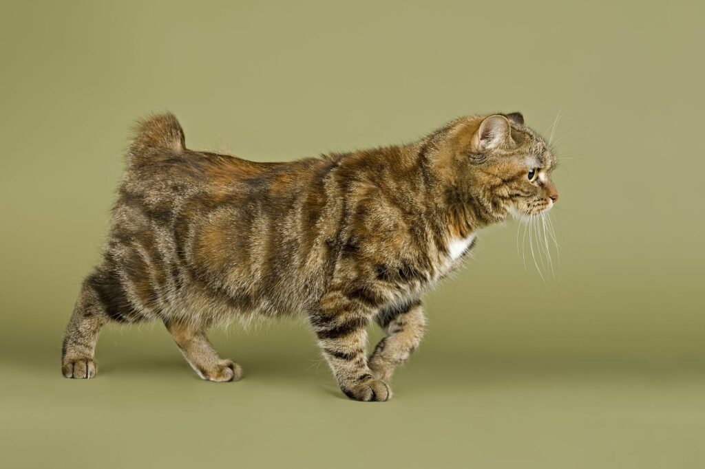 Gato Manx com cauda residual