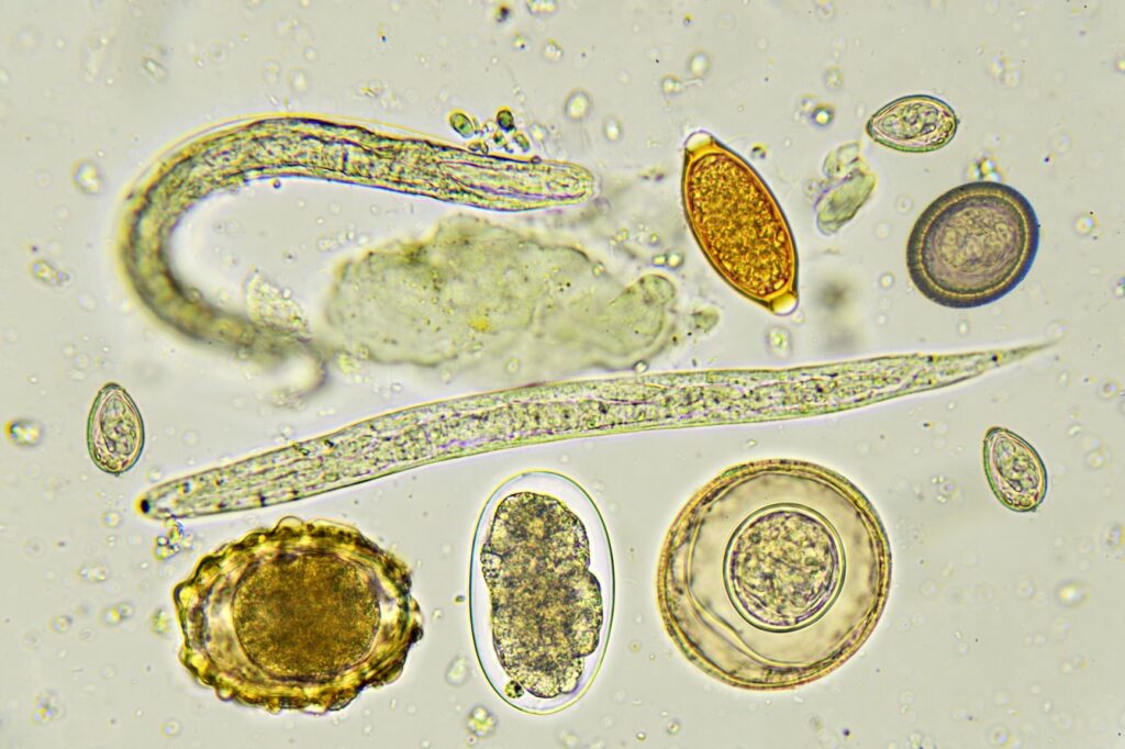 Imagem aumentada de parasitas internos. Análises às fezes permitem detetar grande parte dos parasitas internos em cães