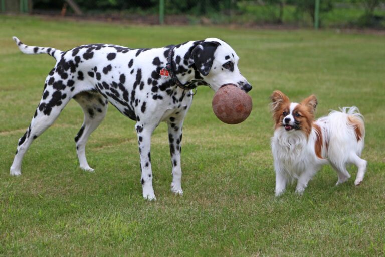 Cão de raça ou cão rafeiro?  Vantagens e desvantagens de cada um