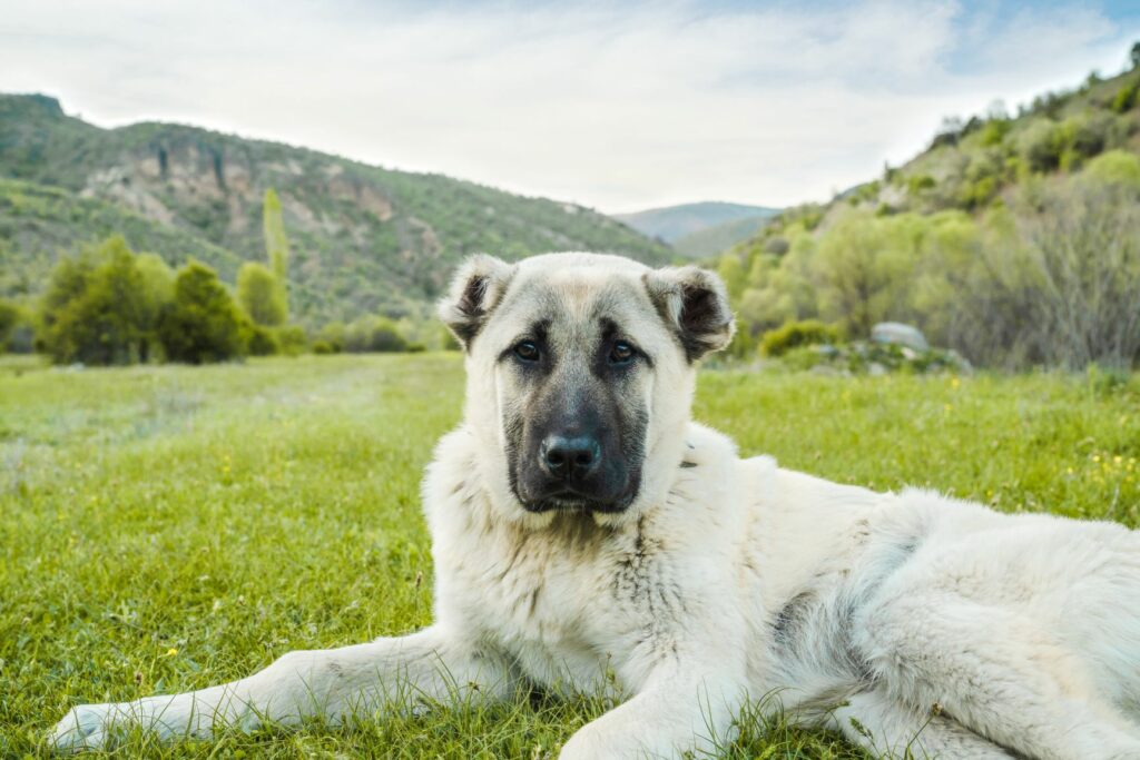 Cão pastor branco deitado no campo. Os cães pastores podem ser muito solitários e por isso não são uma boa opção para segundo cão