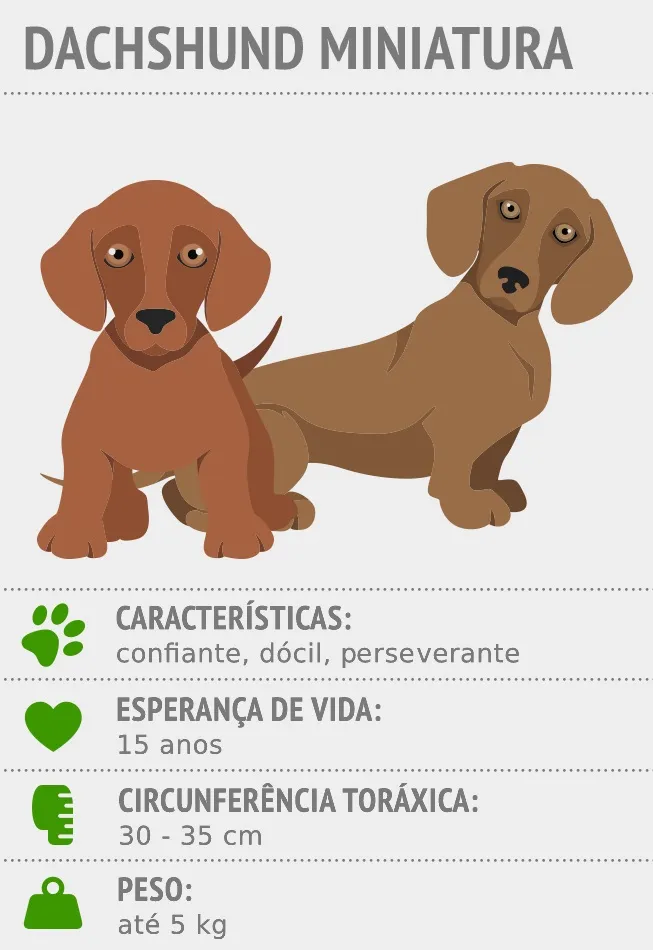 Principais caracter&iacute;sticas dp Dachshund miniatura