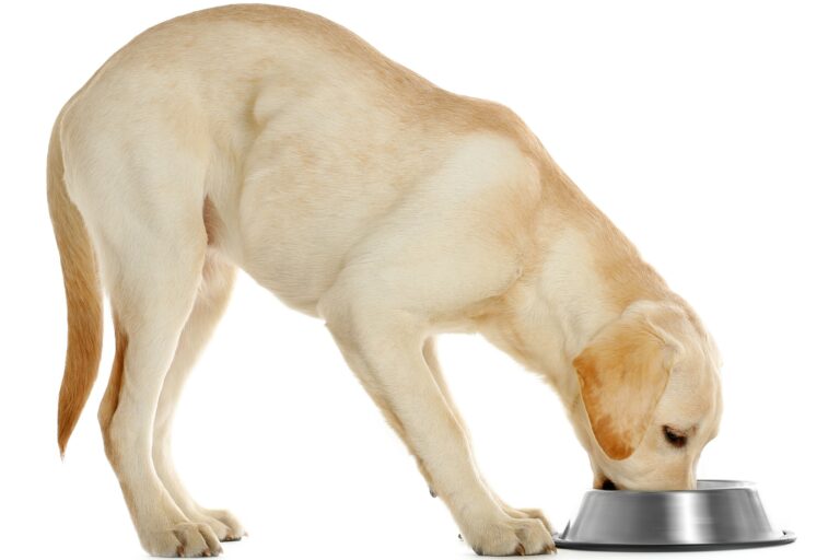 a alimentação do labrador retriever labrador branco a comer com fundo branco_alimentação dos labrador retriever