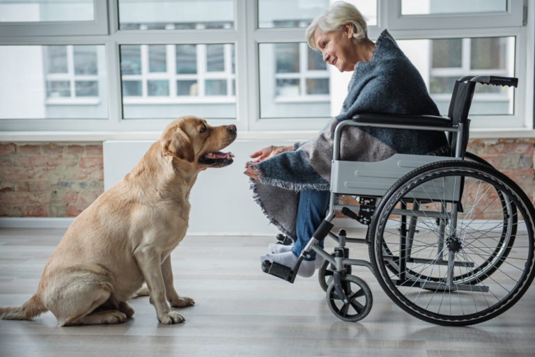 paciente idosa em cadeira de rodas em frente a cão de terapia