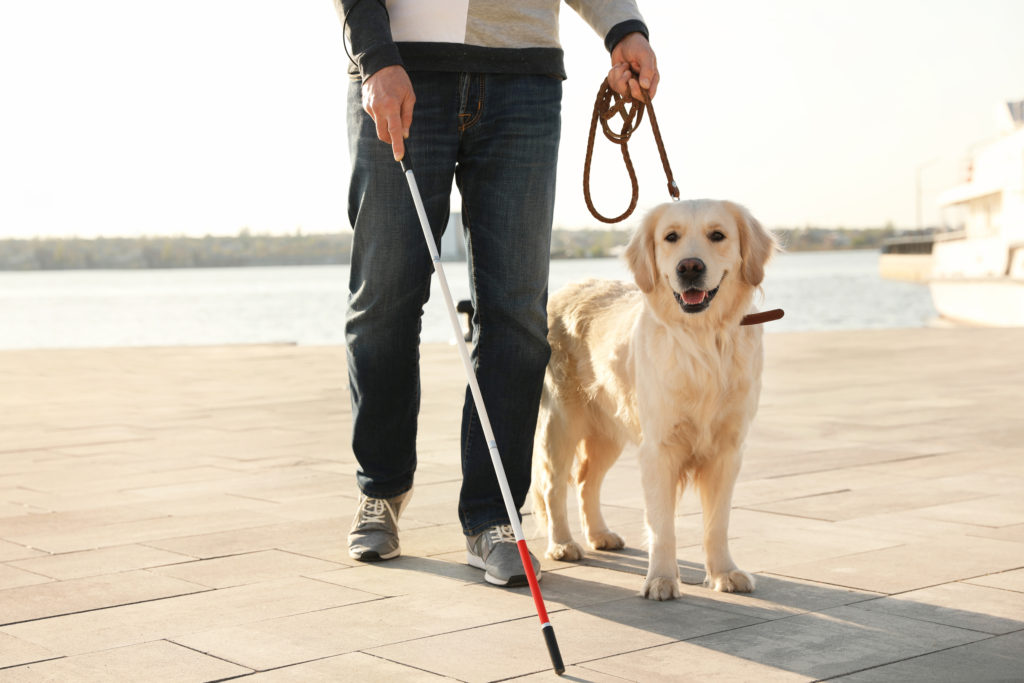 labrador cão-guia na cidade com o dono cego