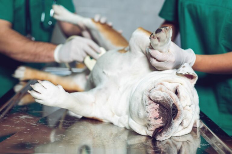 Cão deitado de lado na marquesa enquanto o veterinário faz uma ecografia. É muito comum fazer este exame em casos de cálculos urinários nos cães.