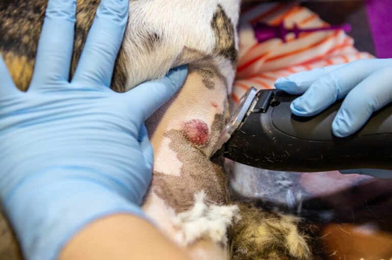 Em casos de cancro de pele nos cães pode ser necessário fazer uma cirurgia