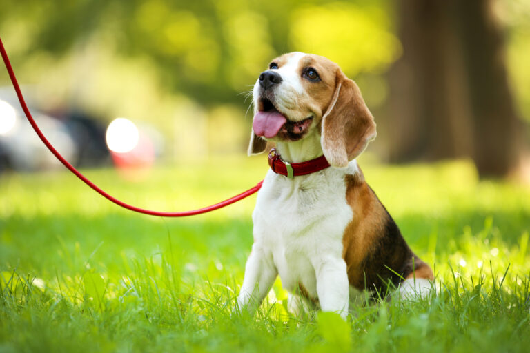 beagle sentado na relva com trela_cio das cadelas