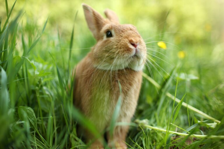 Coelho cor de canela no meio da relva verde. Os coelhos ao ar livre vivem muito felizes desde que tenham as condições adequadas.