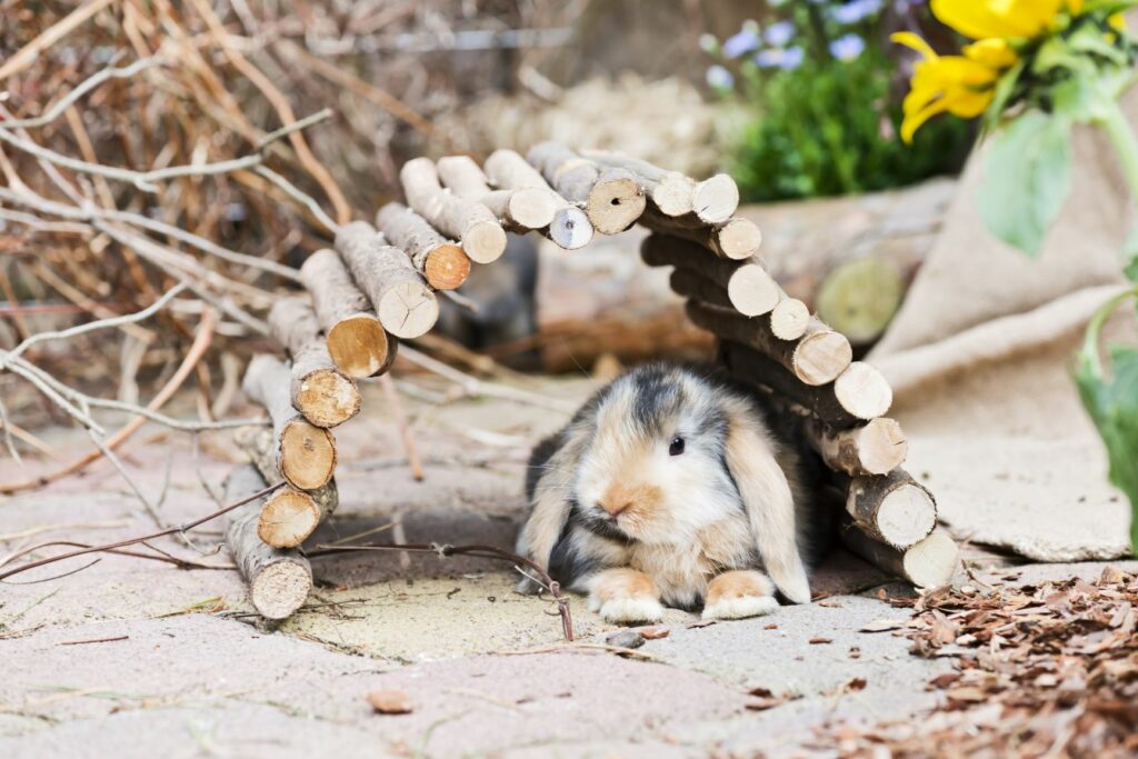Coelho deitado em baixo de um túnel de madeira. Os coelhos ao ar livre devem ter zonas para brincar.