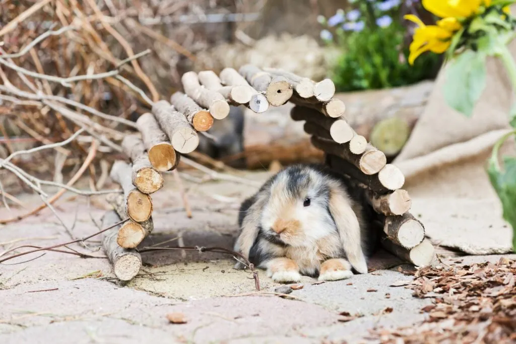 Coelho deitado em baixo de um t&uacute;nel de madeira. Os coelhos ao ar livre devem ter zonas para brincar.