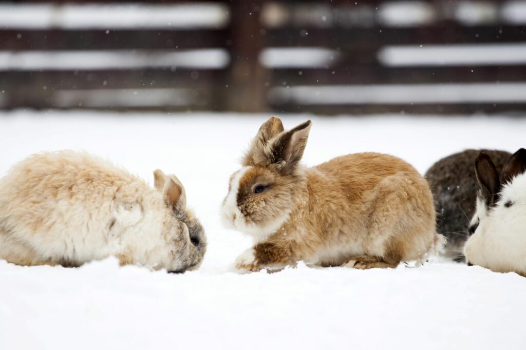 Coelhos ao ar livre no meio da neve