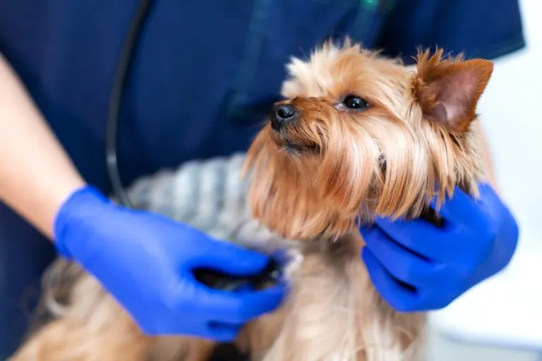 Professional vet doctor examines a small dog breed Yorkshire Terrier using a stethoscope. A young male veterinarian of Caucasian appearance works in a veterinary clinic. Dog on examination at the vet Yorkshire Terrier a ser examinado com estetoscópio. O colapso da traqueia nos cães deve ser diagnosticado precocemente.