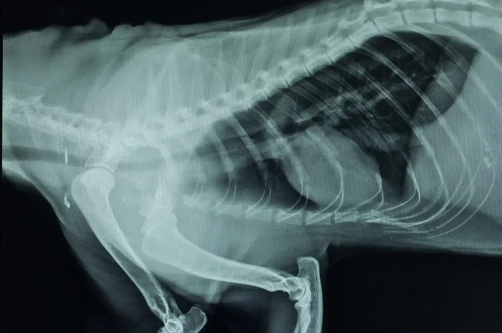 Radiografia lateral de um c&atilde;o onde se pode ver a traqueia. As radiografia &eacute; um meio de diagn&oacute;stico comum para o colapso da traqueia nos c&atilde;es