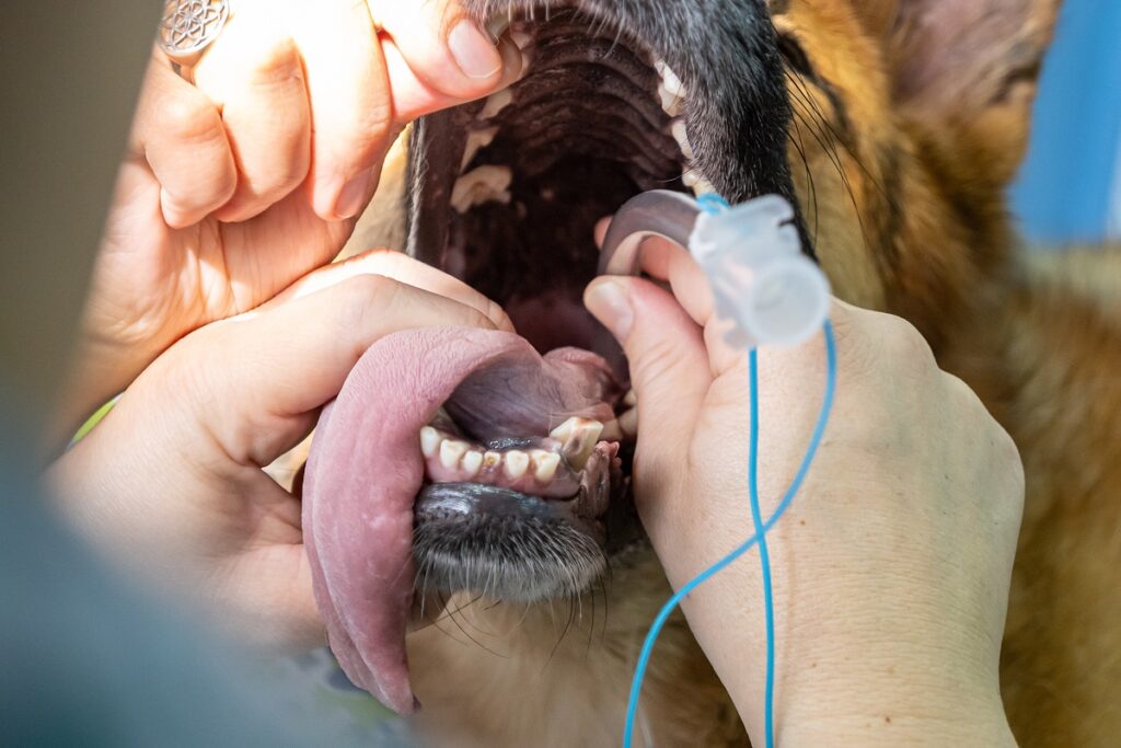 Endotracheal intubation in an anesthetic dog Patudo a ser entubado.
