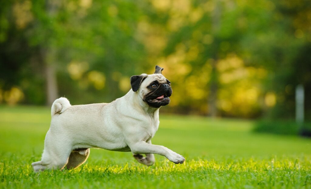 Pug dog running on green lawan Pug a correr na relva. O colapso da traqueia nos cães é mais frequente em raças pequenas