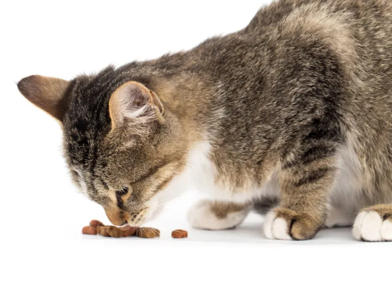 comida para gatos seniores_1 gato a cheirar ração em fundo branco_comida para gatos seniores