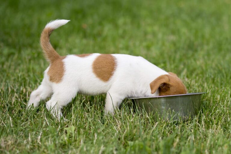 Cachorro branco e castanho a comer no meio da relva. As tabelas ajudam a saber qual a quantidade certa de comida para cachorros.