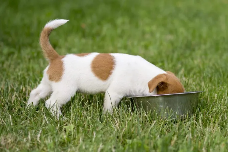 comida_cachorros_1 Cachorro branco e castanho a comer no meio da relva. As tabelas ajudam a saber qual a quantidade certa de comida para cachorros.