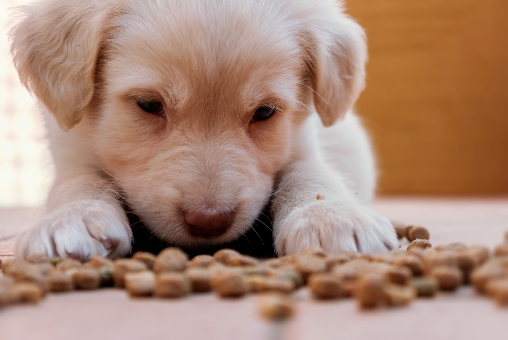 Cachorro com croquetes de comida à frente.