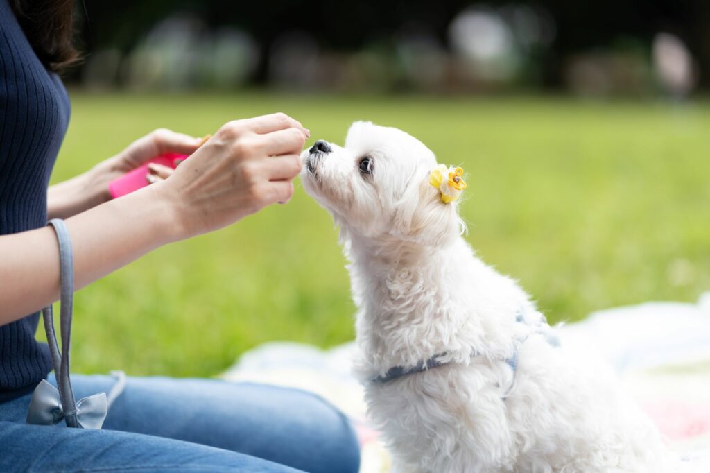 Cachorro branco num parque a comer um snack. O cálculo da quantidade certa de comida para cachorros deve incluir as guloseimas