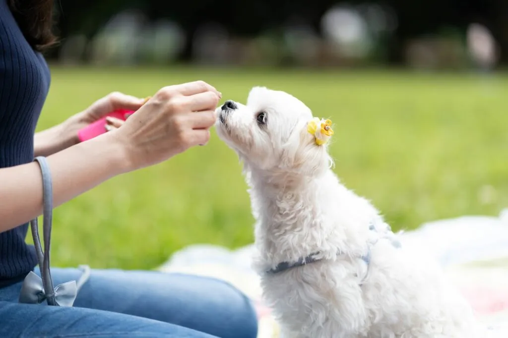 comida_cachorros_3 Cachorro branco num parque a comer um snack. O cálculo da quantidade certa de comida para cachorros deve incluir as guloseimas