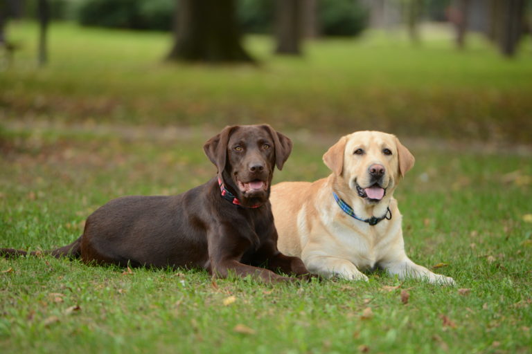 dois labradores na relva_contraceção para cães