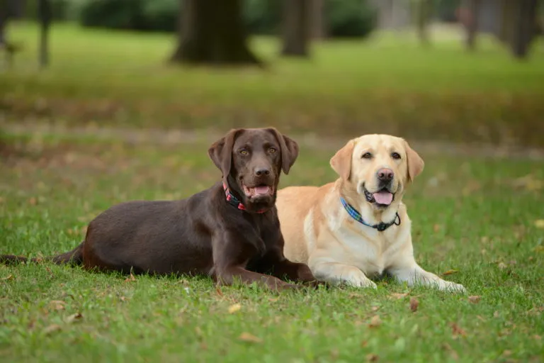 contraceção para cães_1 dois labradores na relva_contraceção para cães
