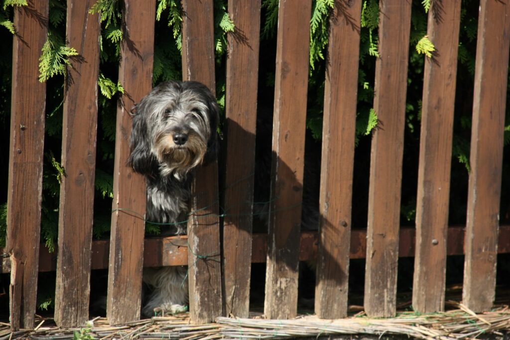 cão com cabeça entre a vedação de madeira