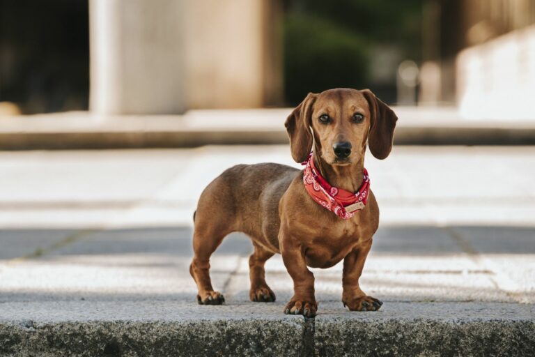 Dachshund miniatura casatanho com um lenço vermelho ao pescoço