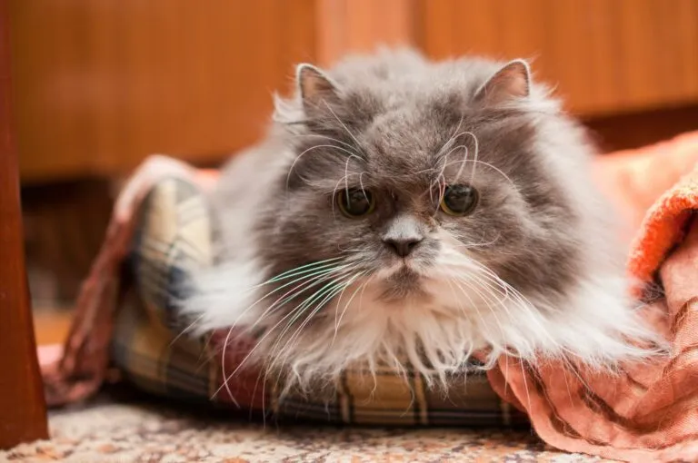 demência nos gatos_1 gato sénior deitado em cima de almofada_demência nos gatos