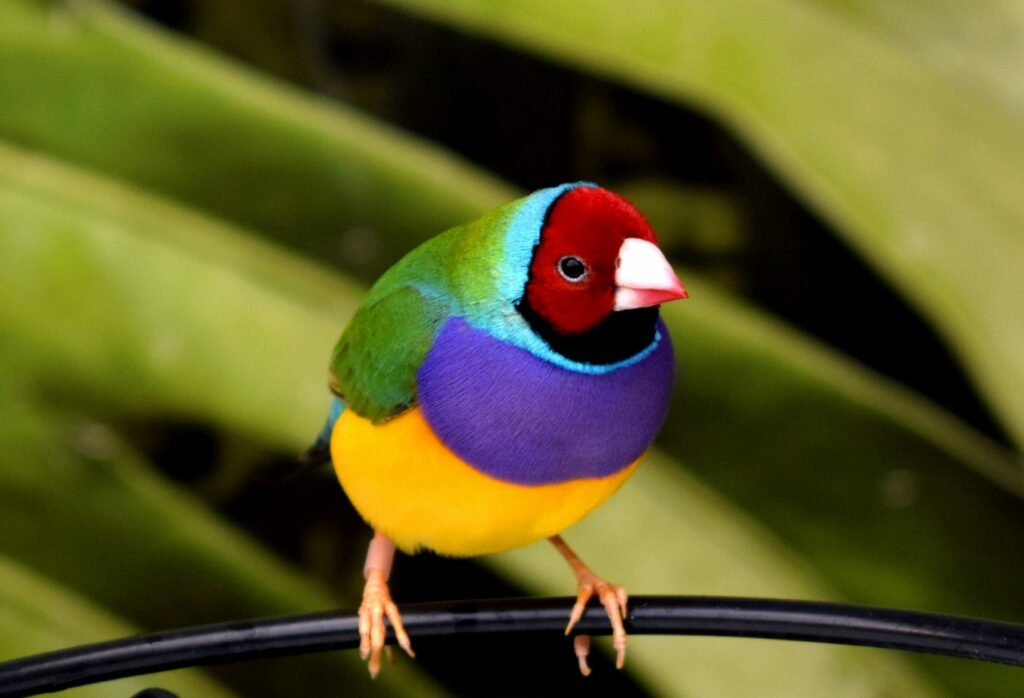diamante de gould_2 diamante-de-gould de frente