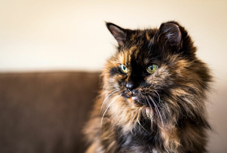 Gato carapaça de tartaruga em casa. Os gatos carapaça de tartaruga têm o pelo preto e laranja.