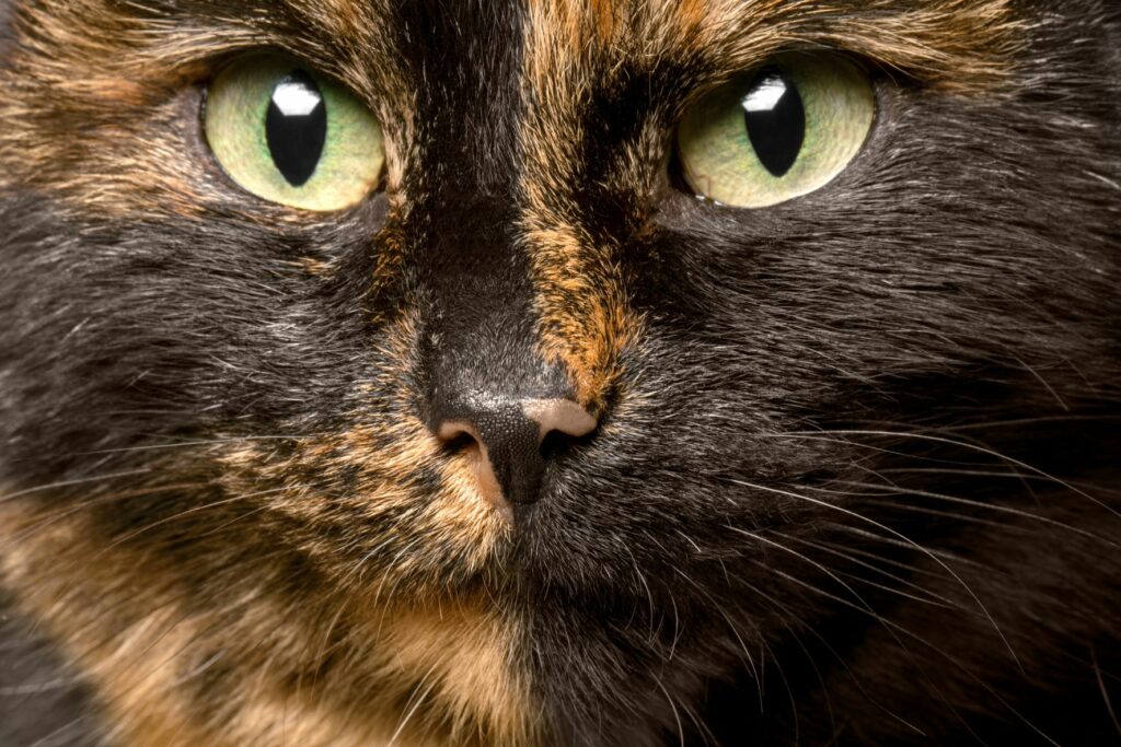 gato_tartaruga_2 Focinho de um gato carapaça de tartaruga